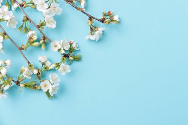 Mavi Arka Gruba Bahar Kiraz Çiçeği