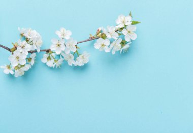 Mavi Arka Gruba Bahar Kiraz Çiçeği