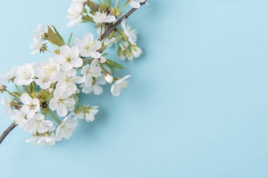 Mavi Arka Gruba Bahar Kiraz Çiçeği