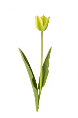 Sarı lale beyaz arkaplanda izole edildi