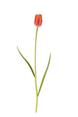 Beyaz arkaplanda kırmızı lale izole edildi