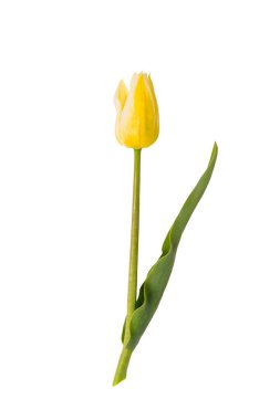 Sarı lale beyaz arkaplanda izole edildi
