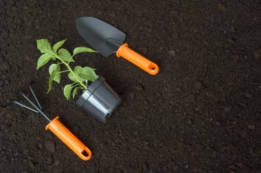 Toprak zeminde bahçe aletleri. Ekme konsepti. Bahar bahçesinde çalışıyorum..