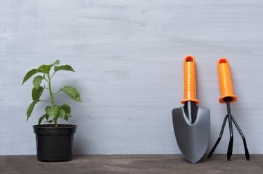 Biber tohumları ve bahçe aletleri gri ahşap zeminde. Ev konseptine ekin.