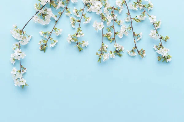 Mavi Arka Gruba Bahar Kiraz Çiçeği