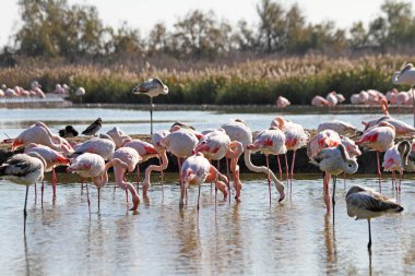 Camargue 'de flamingolar suda