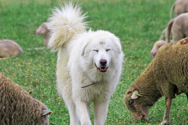 Roztomilý Usmívající Bílý Ovčí Pes — Stock fotografie