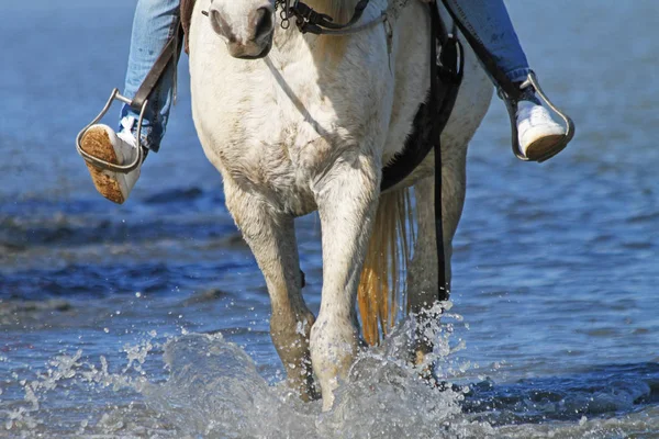 Person Ridning Hvid Camargue Hest Vand Med Stænk - Stock-foto