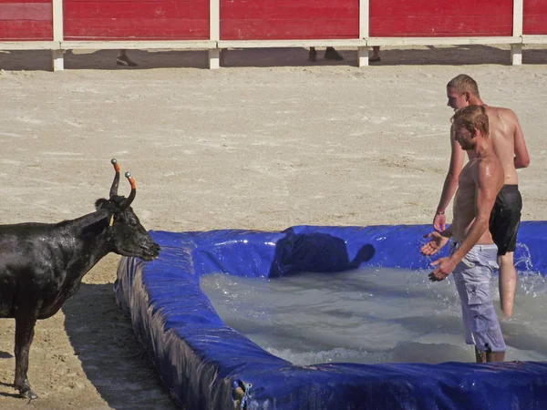 Dwóch Mężczyzn Basenie Byk Toro Piscine Tradycja Camargue — Zdjęcie stockowe