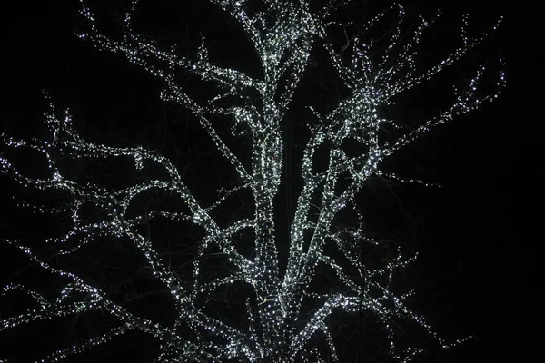 Árvore Iluminar Com Luzes Brancas Para Natal — Fotografia de Stock