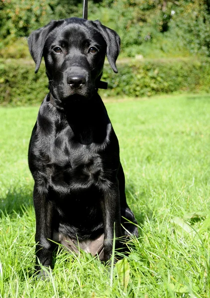 若い黒のラブラドール犬 — ストック写真