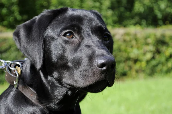 Jovem Black Labrador Dog — Fotografia de Stock