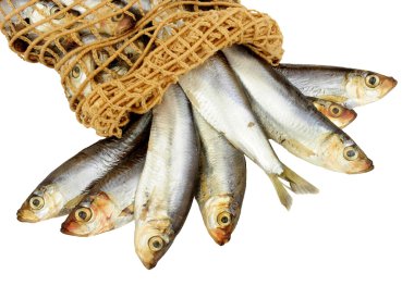 Taze balık hamsi ve Net
