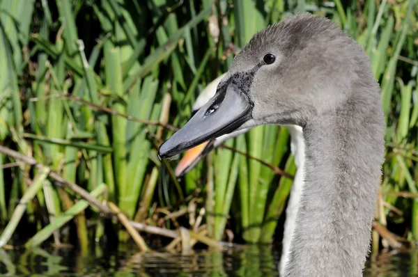 Grey Mute Swan Cygnet — Stock fotografie