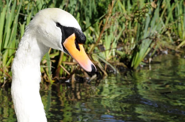 Adult White Mute Swan Male Bird — Stock Photo, Image
