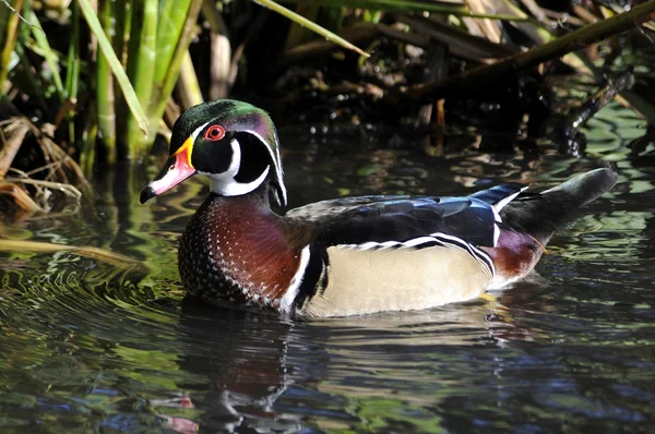 Mannelijke Noordamerikaanse hout eend — Stockfoto