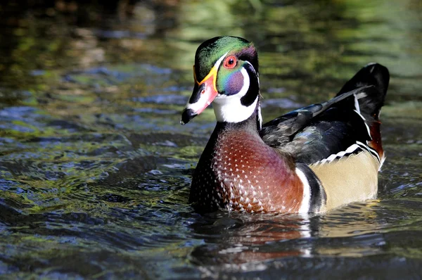 Male North American Wood Duck — Stock Photo, Image