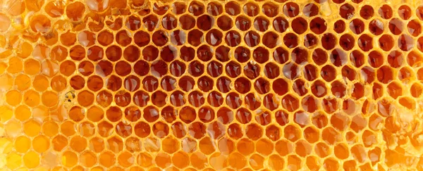 Honigbienenwachswaben — Stockfoto