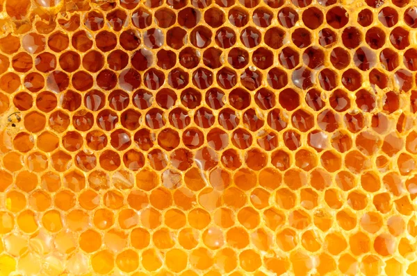 Med včelí vosk Honeycomb — Stock fotografie
