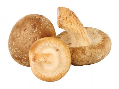 taze shiitake mantar