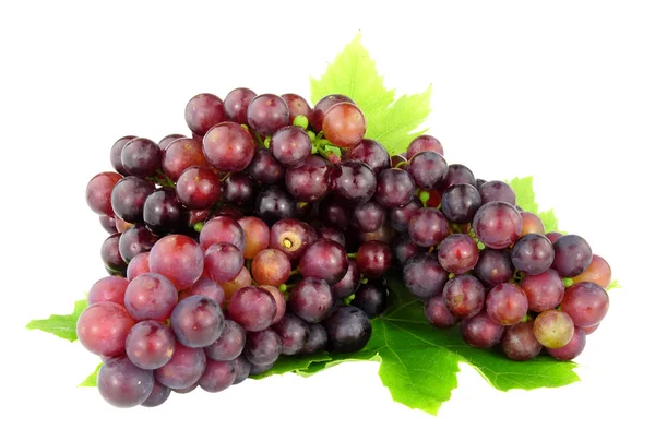 Inglês crescido uvas maduras — Fotografia de Stock