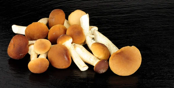 Pioppini свіжі гриби — стокове фото
