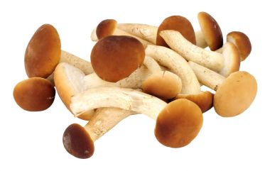 Taze çiğ Pioppini mantar