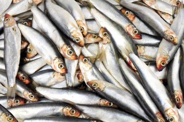 Taze çiğ Avrupa balık hamsi deniz ürünleri arka plan