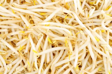 Taze çiğ, sağlıklı, taze fasulye filizi.