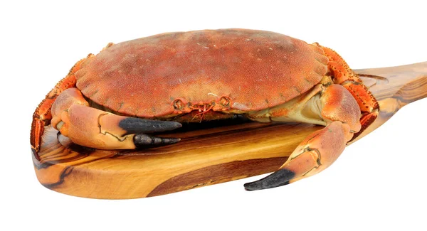 Ganz Frisch Gekochte Braune Krabbe Auf Einem Holzbrett Isoliert Auf — Stockfoto