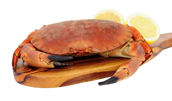 Ganz Frisch Gekochte Braune Krabbe Auf Einem Holzbrett Isoliert Auf — Stockfoto