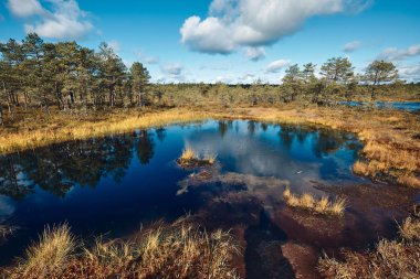 The Landscape around Viru bog, Lahemaa National Park, Estonia clipart