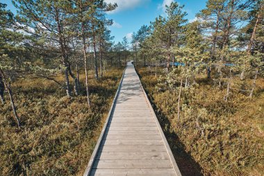 Viru bataklığı, Lahemaa Ulusal Parkı, Estonya