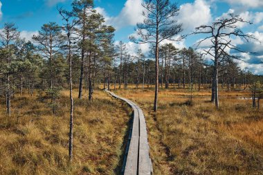 Viru bataklığı, Lahemaa Ulusal Parkı, Estonya