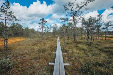 Viru bataklığı, Lahemaa Ulusal Parkı, Estonya