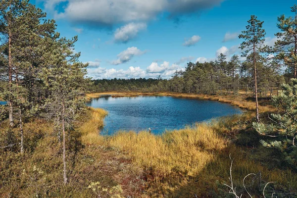 Paisaje alrededor del pantano de Viru, Parque Nacional Lahemaa, Estonia — Foto de Stock