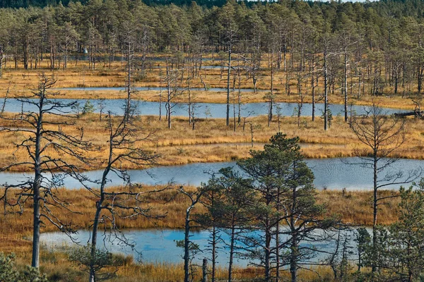 Paisaje alrededor del pantano de Viru, Parque Nacional Lahemaa, Estonia — Foto de Stock