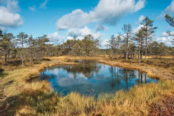Paisaje alrededor del pantano de Viru, Parque Nacional Lahemaa, Estonia — Foto de Stock