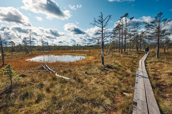 Krajobraz wokół bagna Viru, Park Narodowy Lahemaa, Estonia — Zdjęcie stockowe