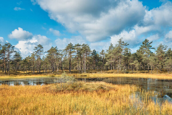 The Landscape around Viru bog, Lahemaa National Park, Estonia