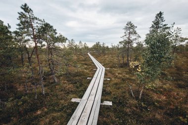 The Landscape Around The Great Bog Trail of Kemeri National Park, Latvia clipart