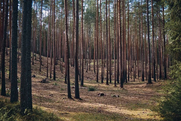 Het hoge dennenbos — Stockfoto