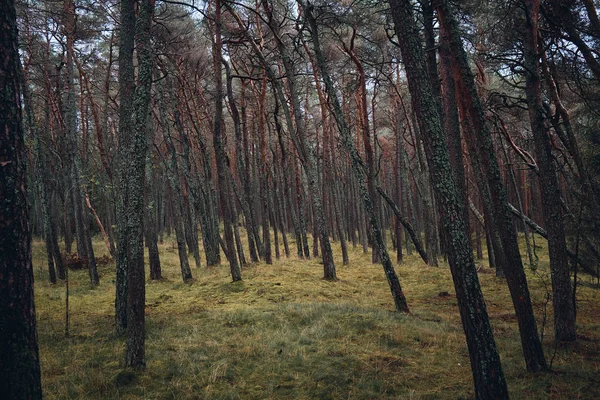 Сосновий ліс у Смілтайні (Литва). — стокове фото