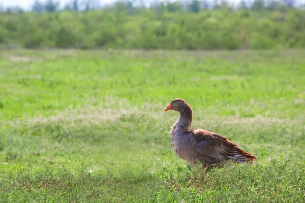 Goose on outdoor in field. — Stock Photo, Image