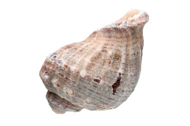 Beyaz bir arka plan üzerinde Rapana.