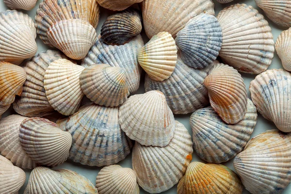The sea cockleshell filled texture. — Stock Photo, Image