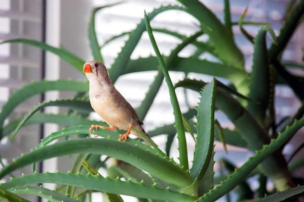 Les animaux de compagnie le zèbre finch . — Photo