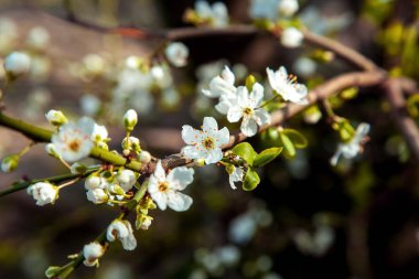 ağaçların çiçek açması çiçek.