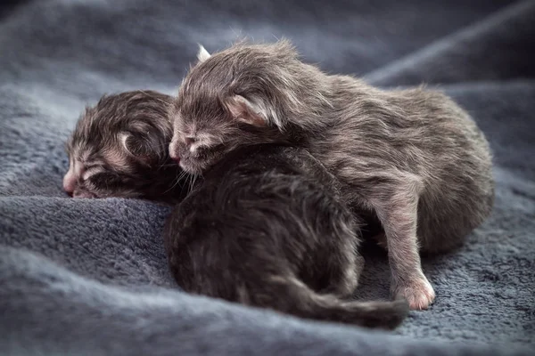 Little newborn kittens lie on a blanket. — Stock Photo, Image