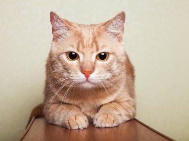 Şeftali çizgili kedi kanepede yatıyor.